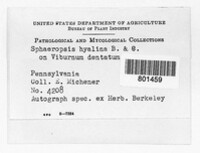 Sphaeropsis hyalina image
